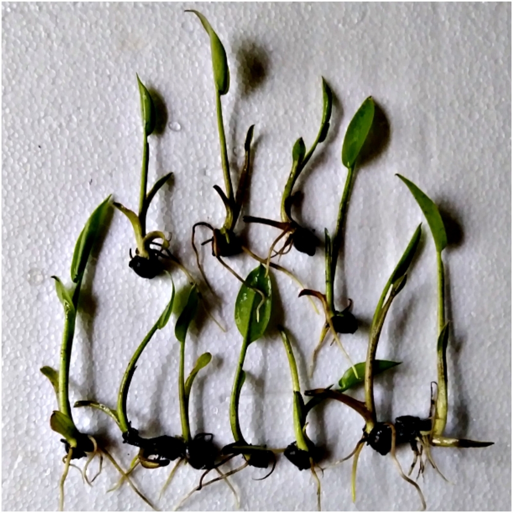 10 Starter Arrow Arum Plants